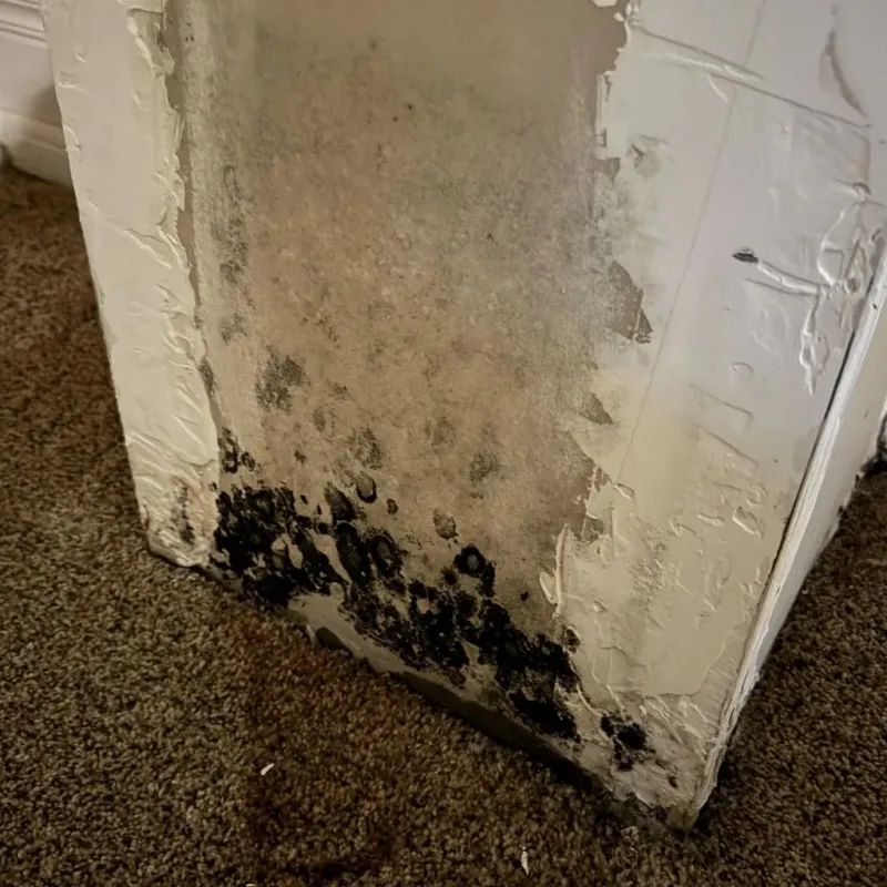 Professional Mold Removal in Tunica, MS